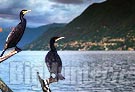 Cormorani sul lago di Como